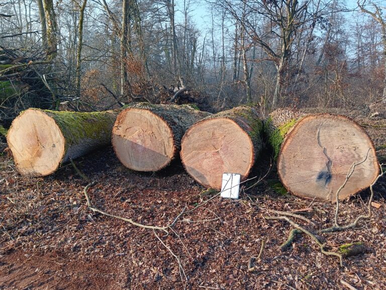 Filiera legno di qualità “Querce del Ticino”